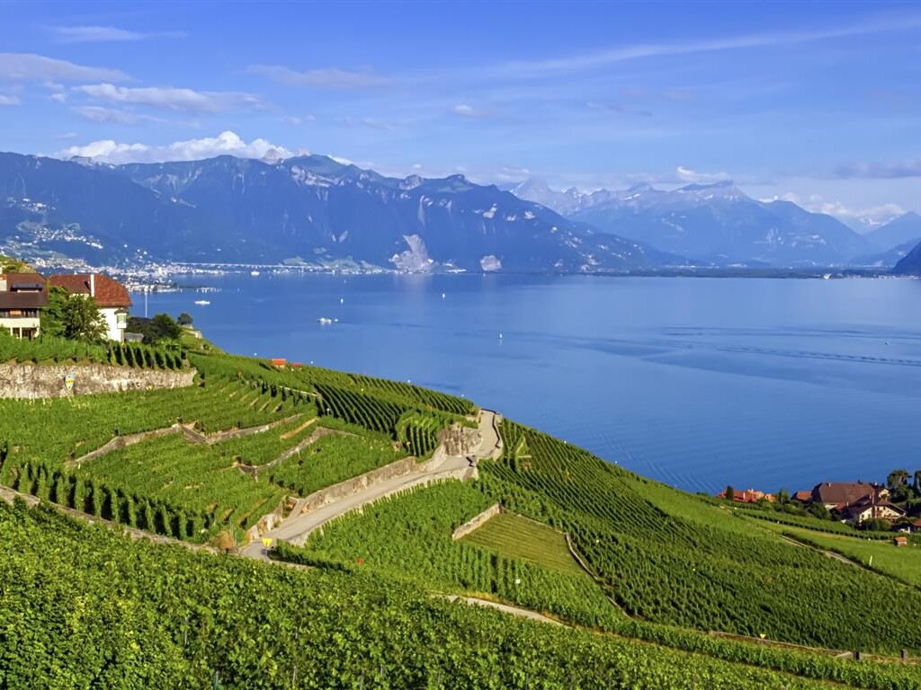 Chasselas - tradition of sustainable winemaking image