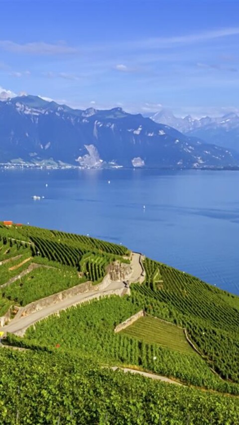 Chasselas - tradition of sustainable winemaking image