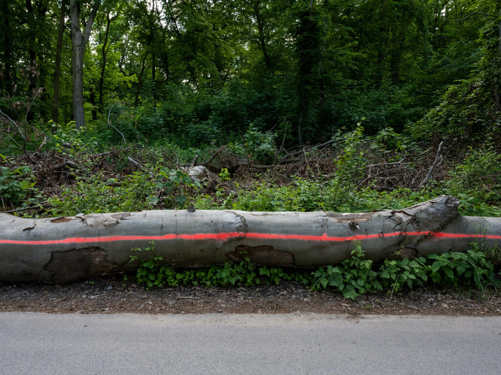 スイスと奈良の森のサウンドが伝えるものは?生態系をアートと科学から聞こう! image