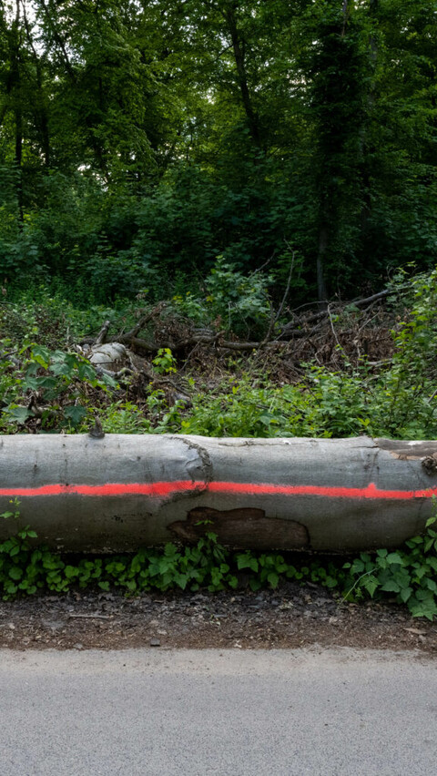 スイスと奈良の森のサウンドが伝えるものは?生態系をアートと科学から聞こう! image