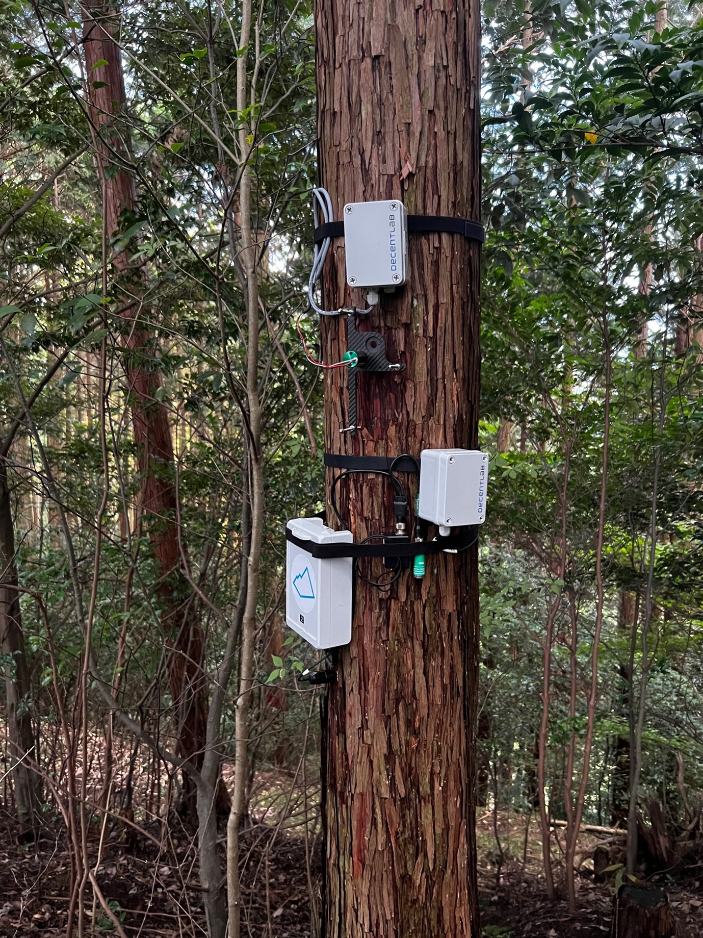 TreeNet -「MIND TRAIL 奥大和 心のなかの美術館 2023」で設置(現在も奈良の森で測定中の)