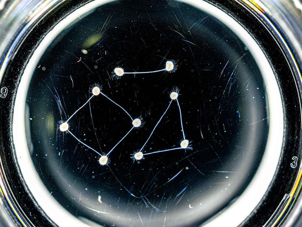 From Petri Dish to Processor image