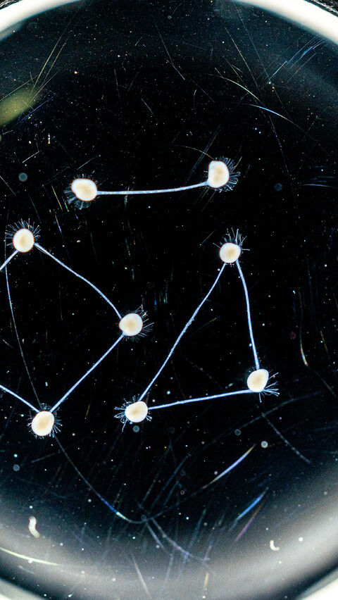 From Petri Dish to Processor image